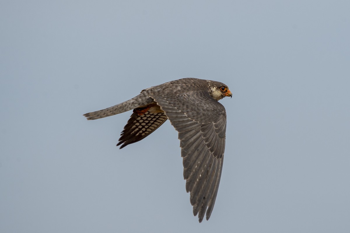 Amur Falcon - ML620526486