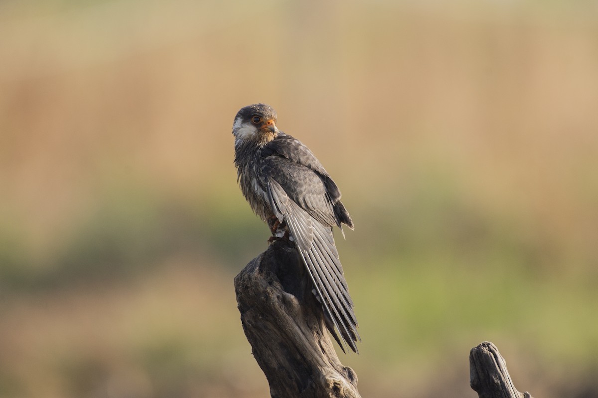 Amur Falcon - ML620526488