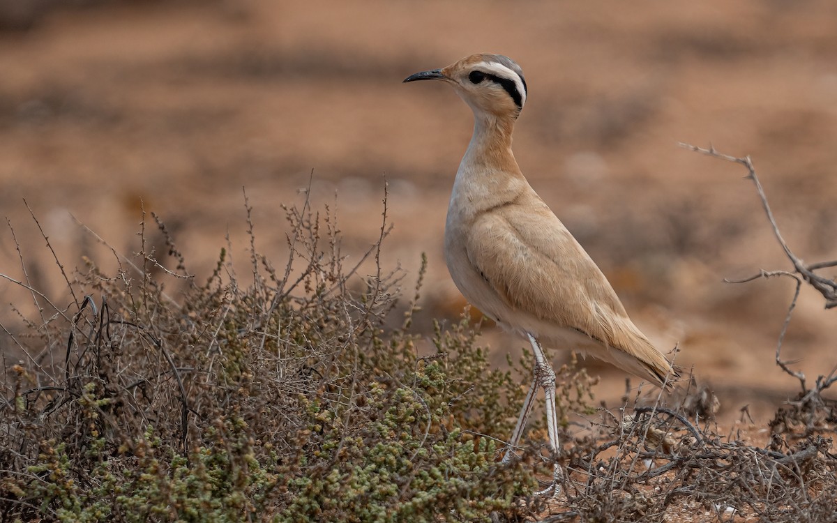 Cream-colored Courser - ML620526491