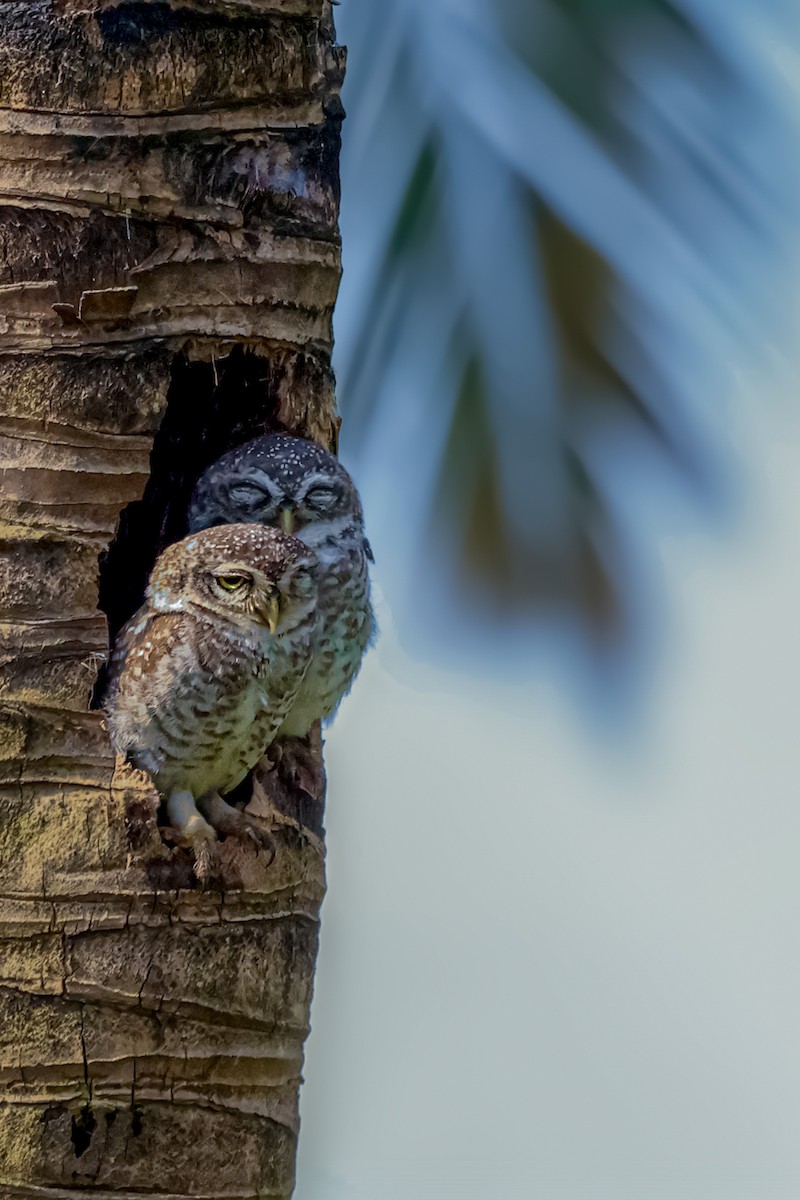 Spotted Owlet - ML620526493