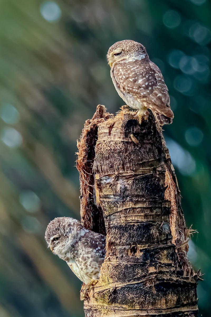 Spotted Owlet - ML620526494