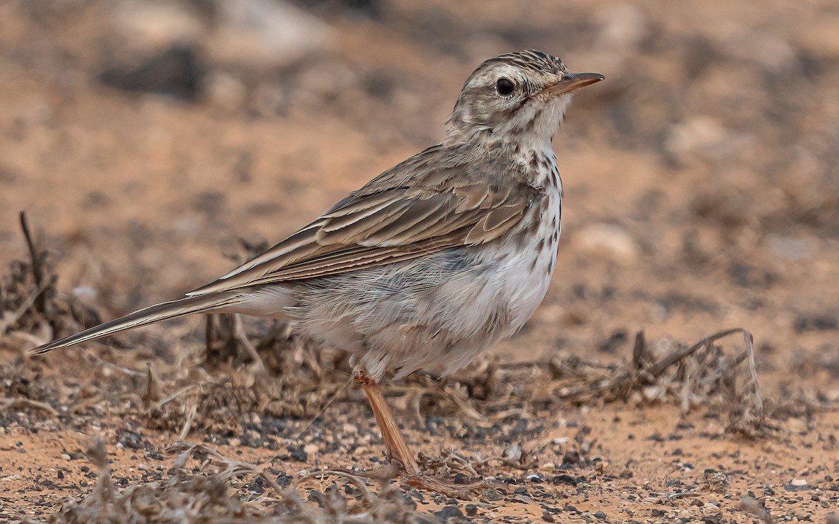 Berthelot's Pipit - Wouter Van Gasse