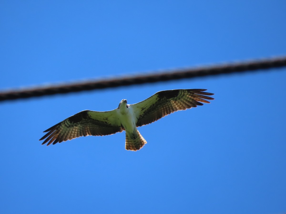 Osprey (carolinensis) - ML620526506