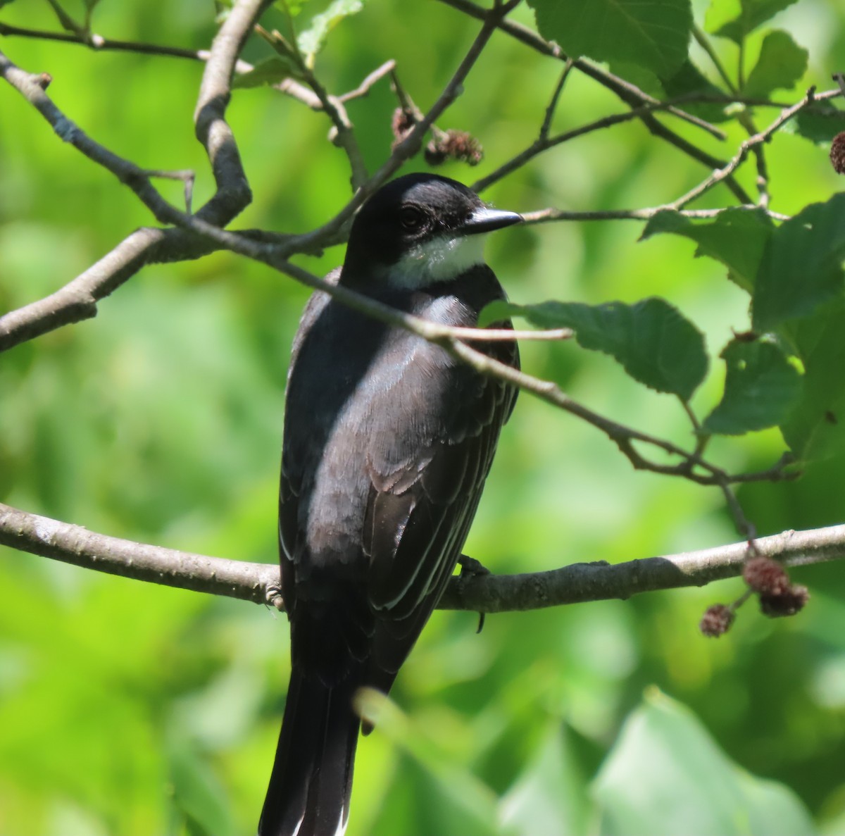 Eastern Kingbird - ML620526507