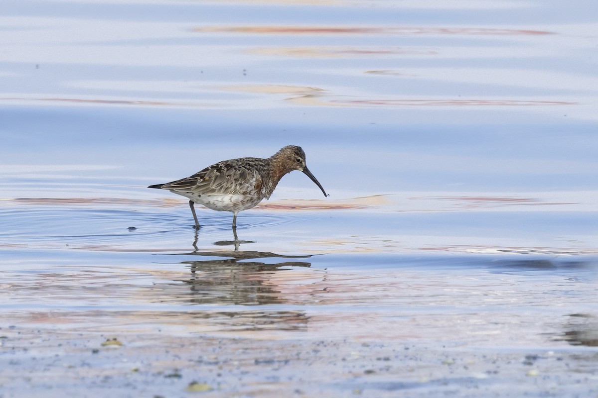 Curlew Sandpiper - Delfin Gonzalez