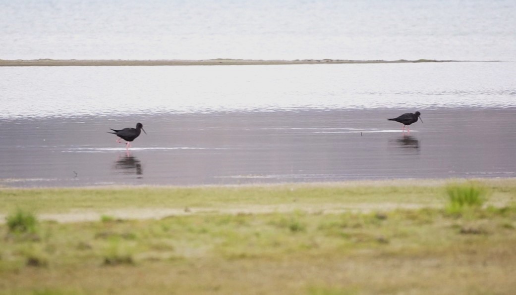 Black Stilt - ML620526515