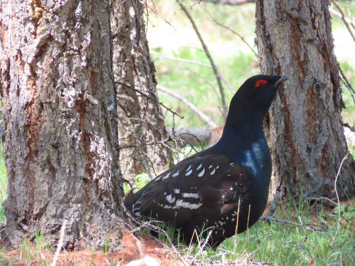 Black-billed Capercaillie - Jeff Hopkins