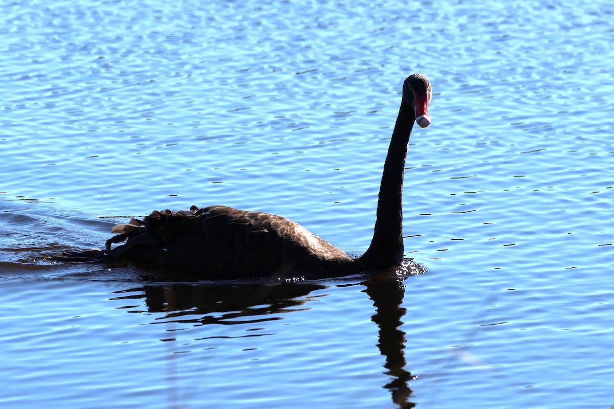 Black Swan - ML620526519