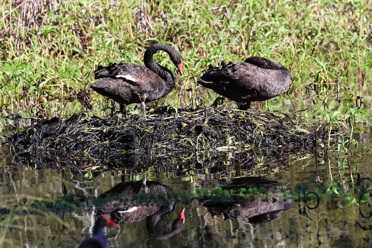 Black Swan - ML620526520