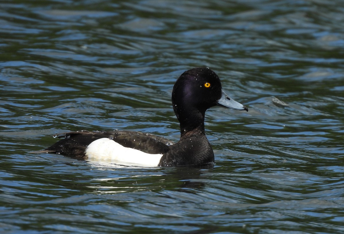 鳳頭潛鴨 - ML620526521