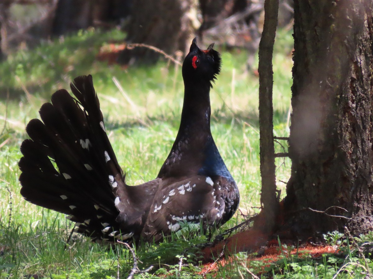 Black-billed Capercaillie - ML620526523