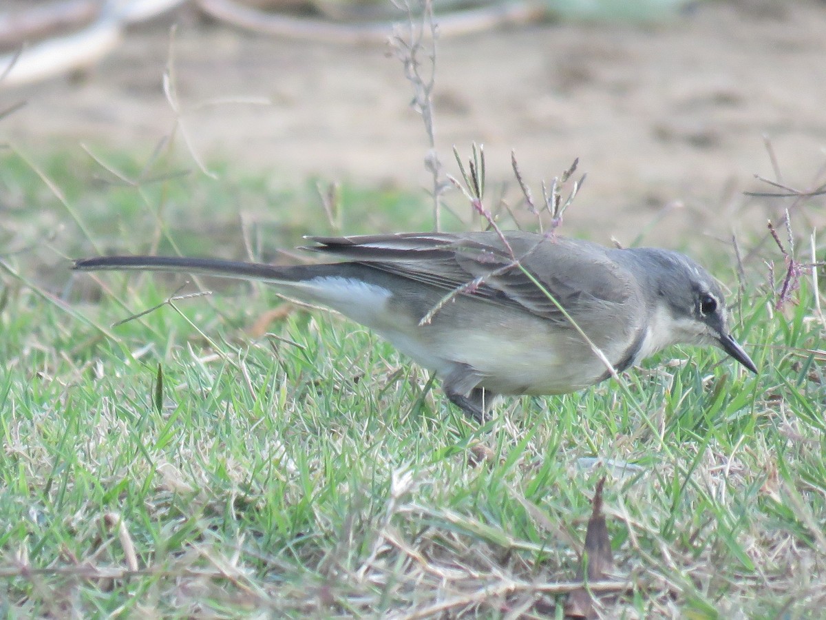 Cape Wagtail - ML620526524