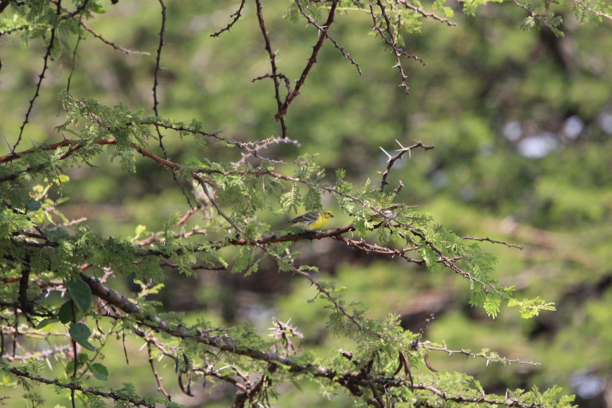 Yellow-fronted Canary - ML620526525