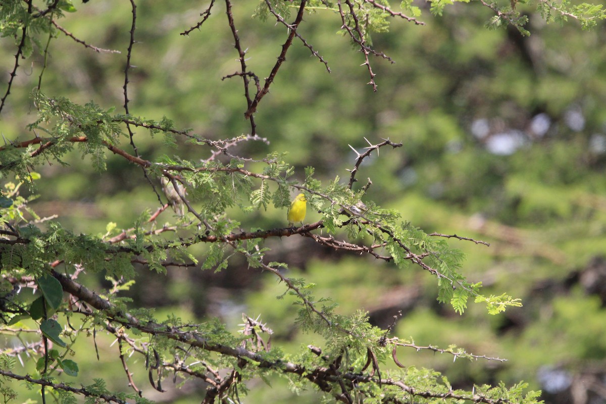 Yellow-fronted Canary - ML620526526