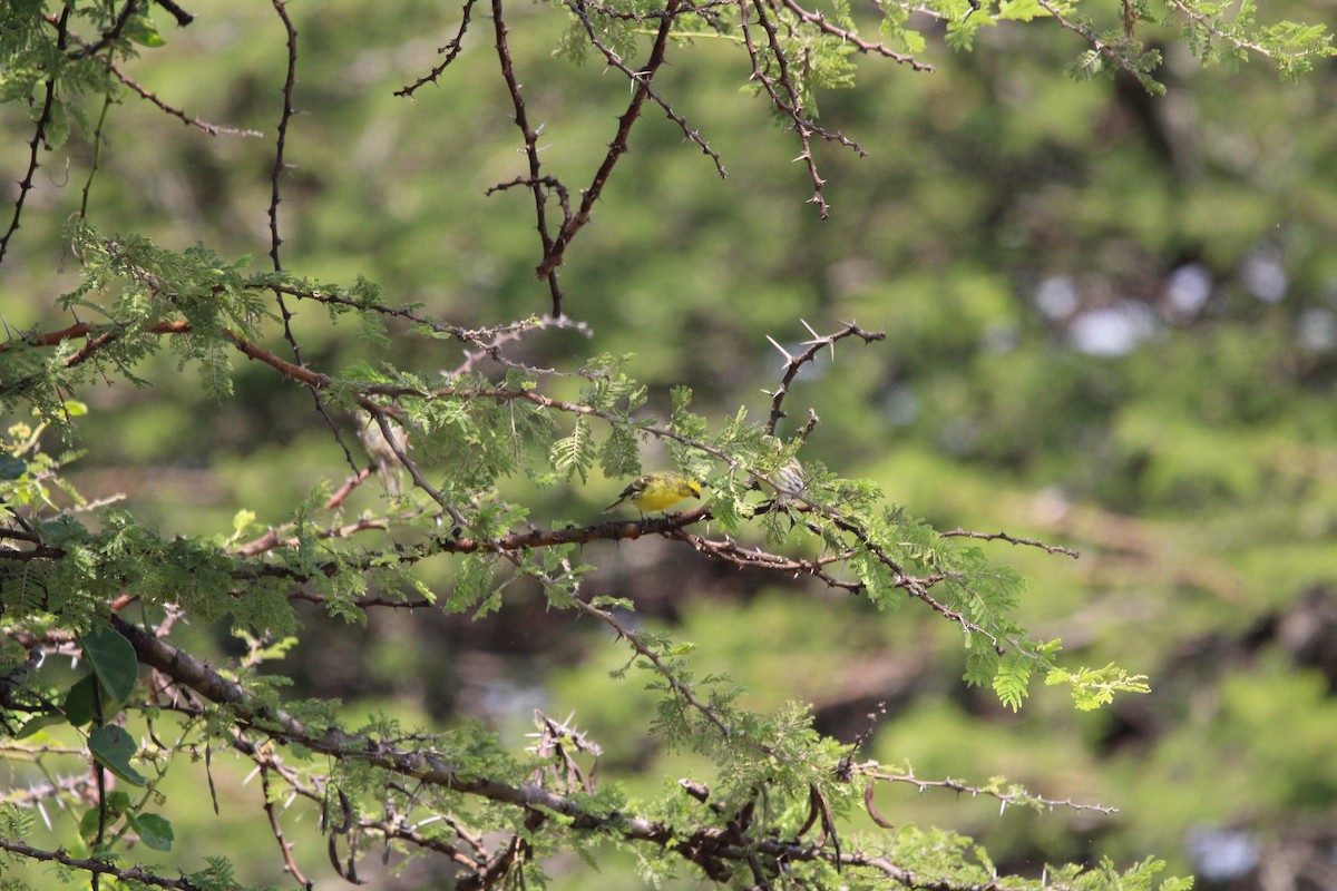 Yellow-fronted Canary - ML620526527