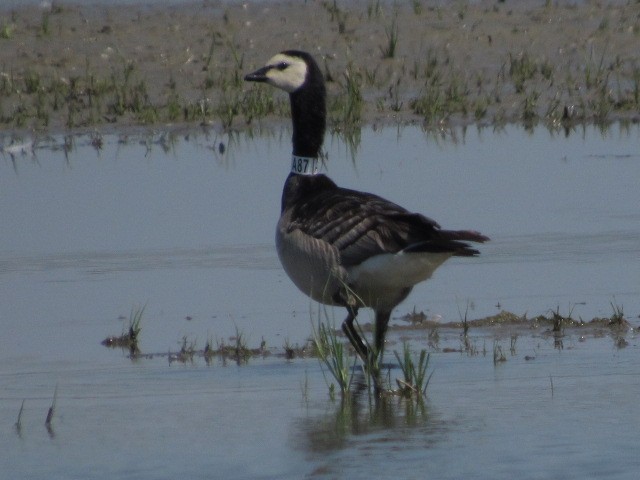 Barnacle Goose - ML620526530