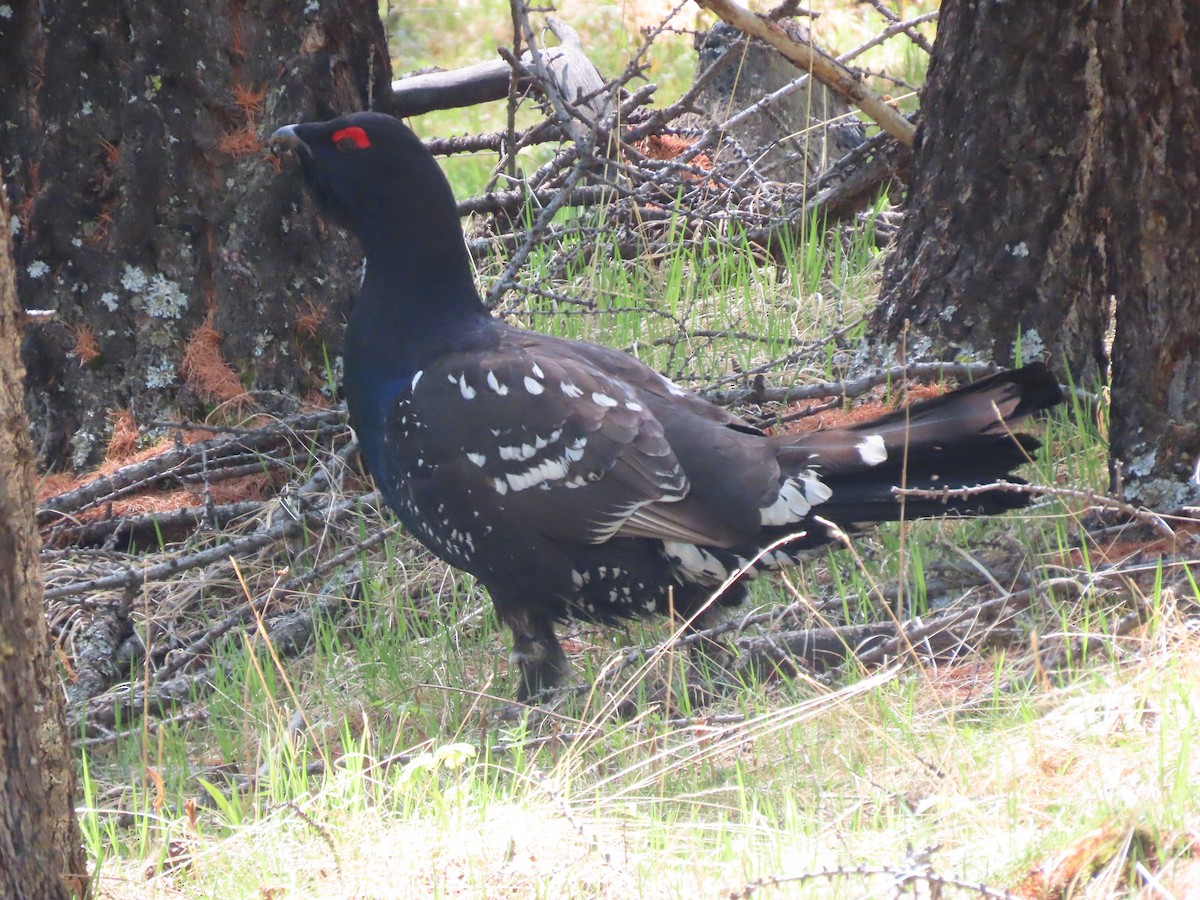 Black-billed Capercaillie - Jeff Hopkins