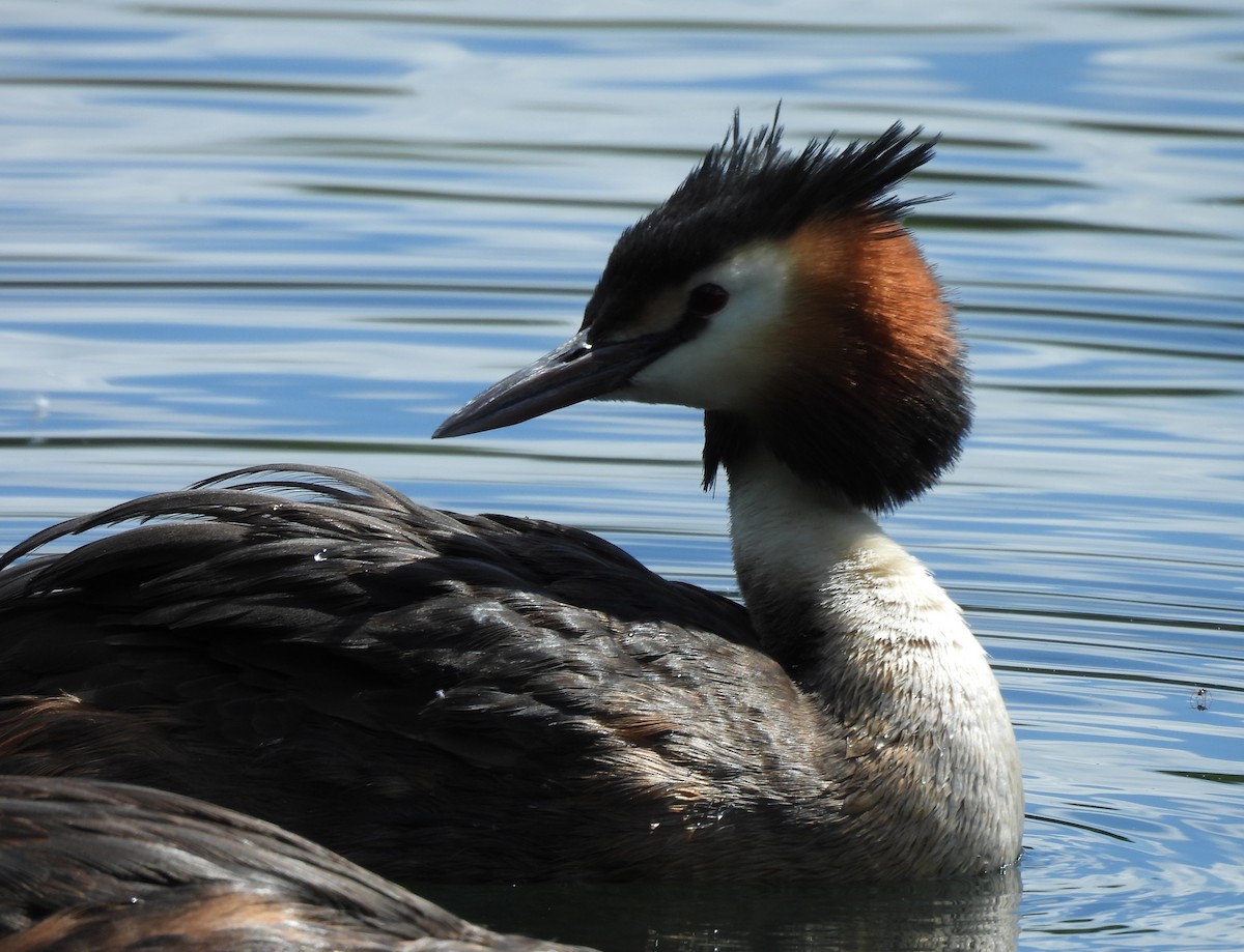 Great Crested Grebe - ML620526537