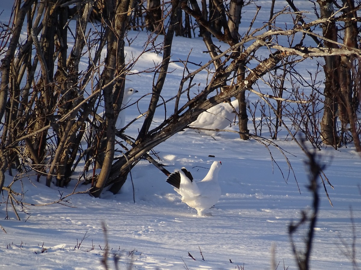 Moorschneehuhn - ML620526543