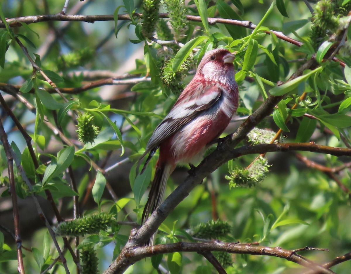 Long-tailed Rosefinch - Jeff Hopkins