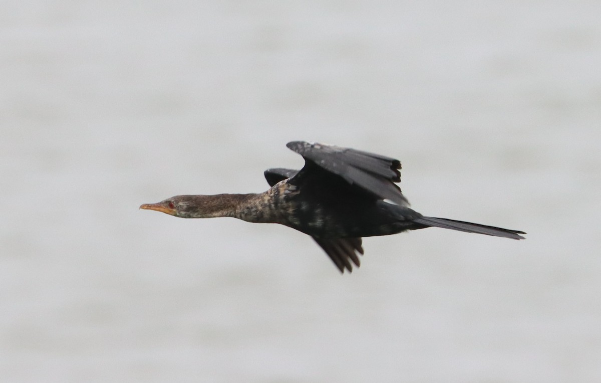 Long-tailed Cormorant - ML620526552