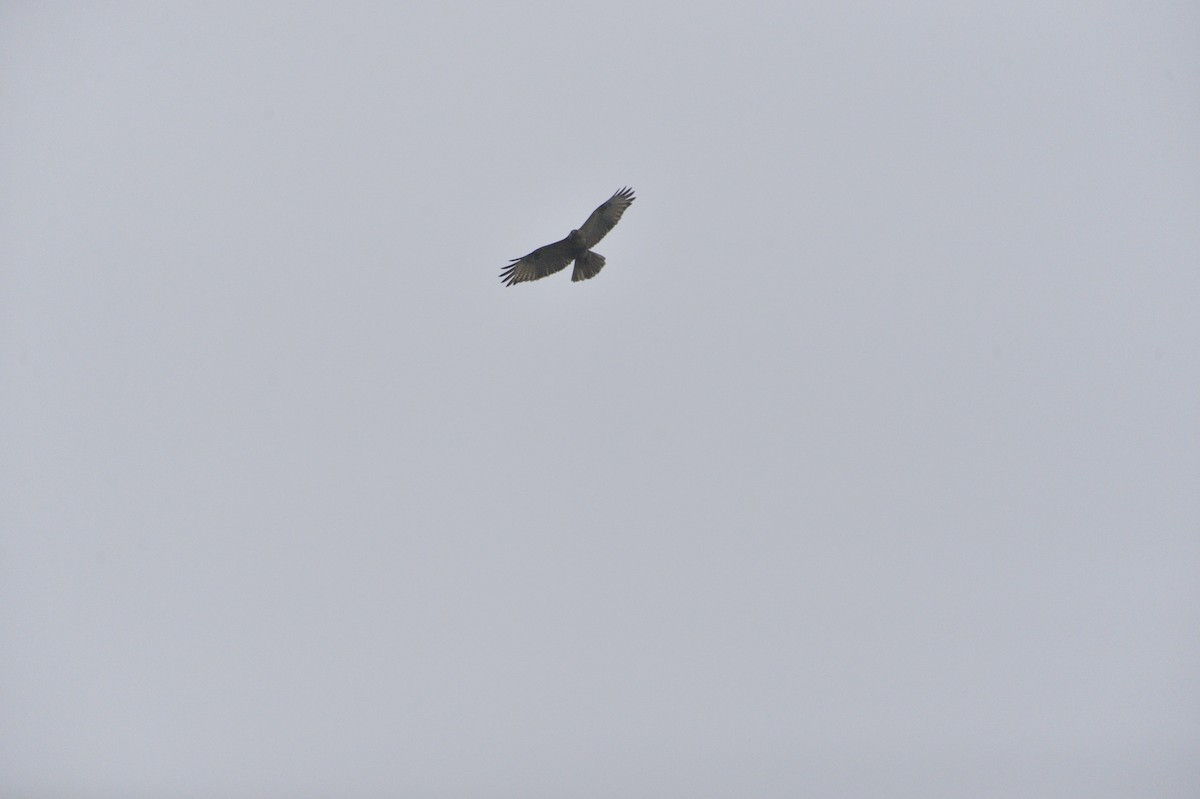 Himalayan Buzzard - ML620526560