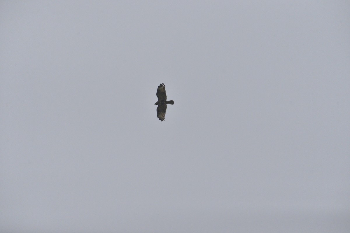 Himalayan Buzzard - ML620526566