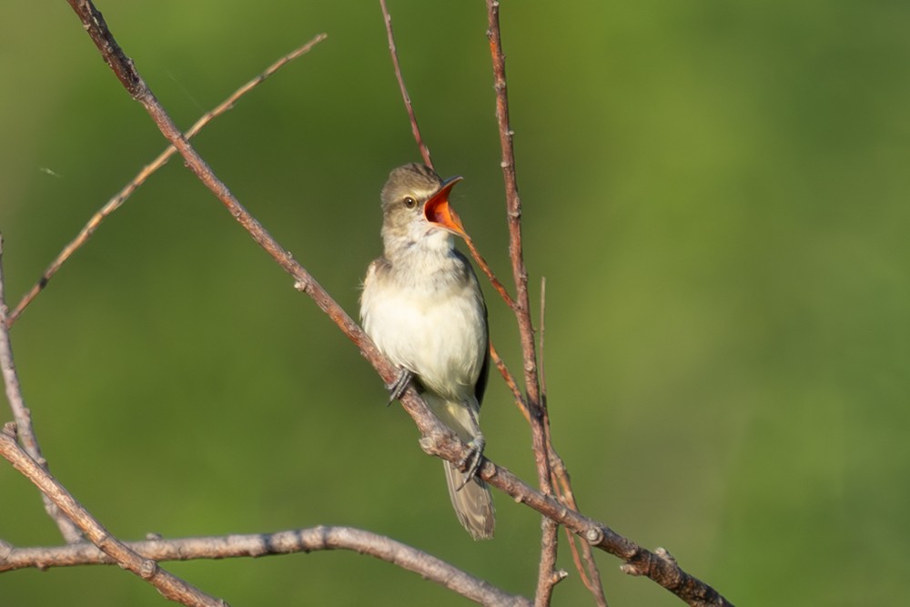 Oriental Reed Warbler - ML620526567