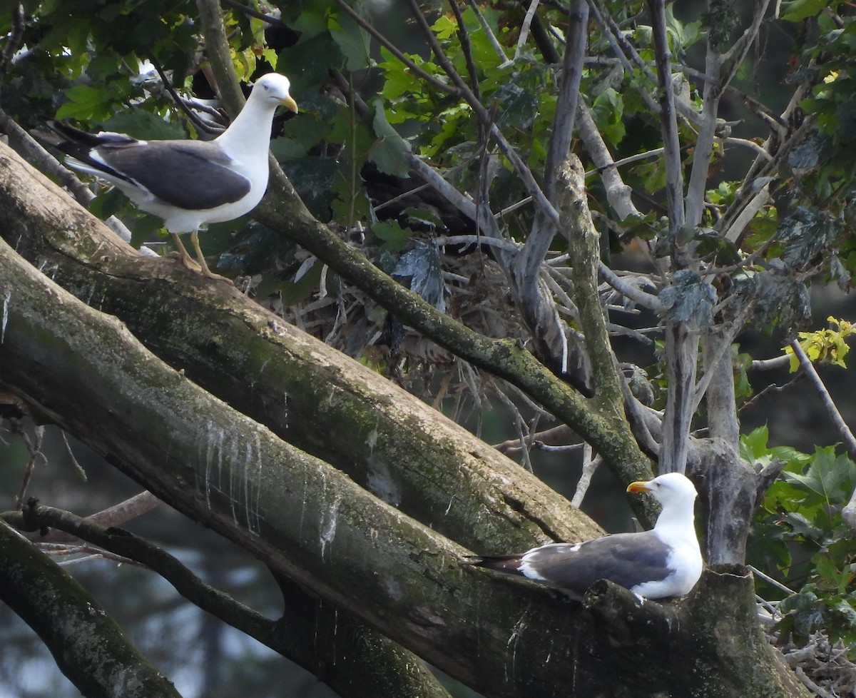 Lesser Black-backed Gull - ML620526568