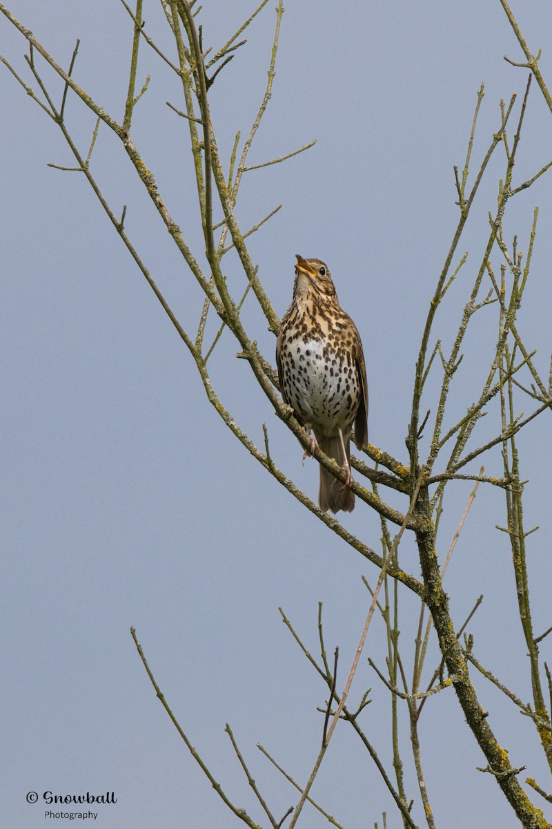 Song Thrush - Martin Snowball