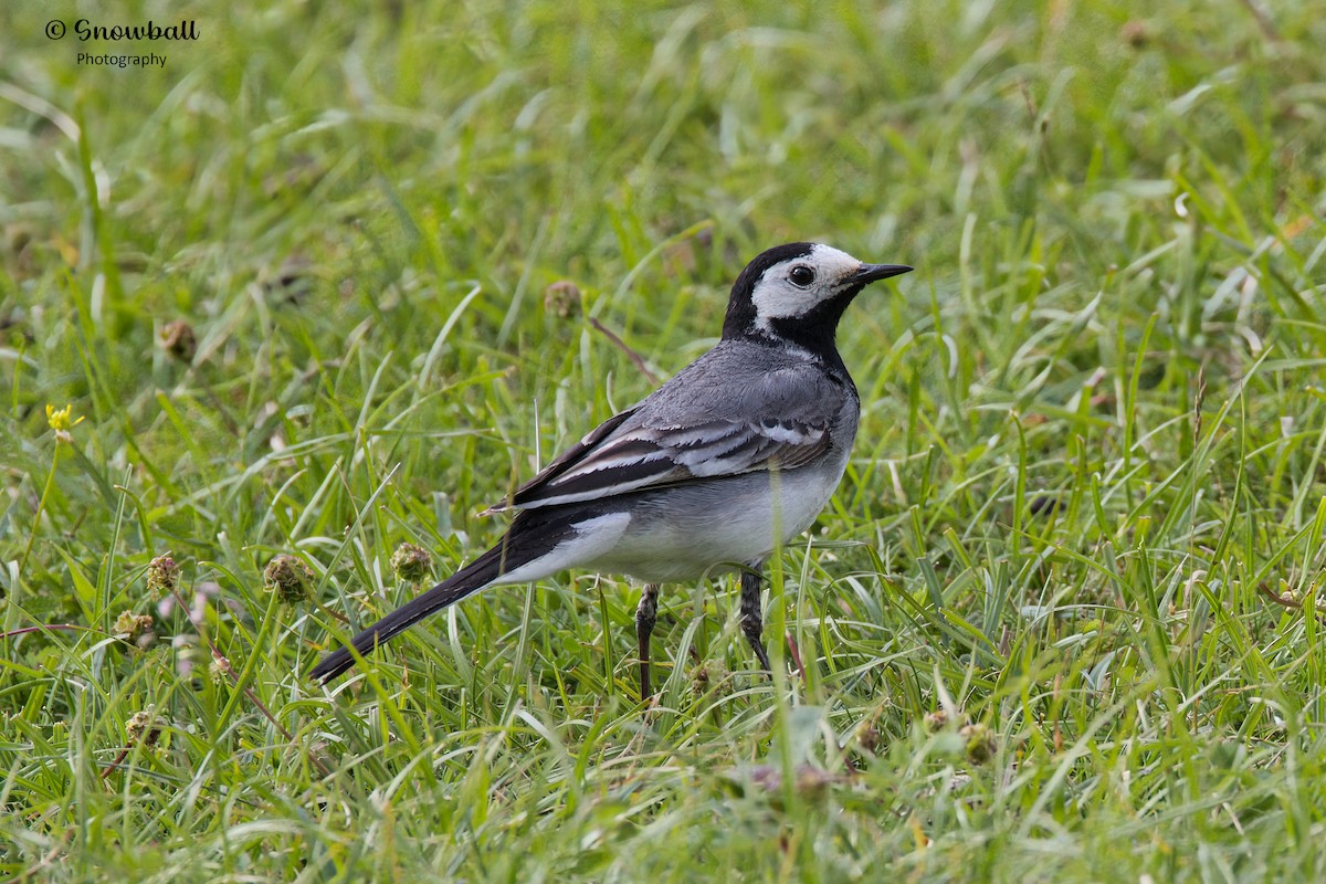 White Wagtail - ML620526573