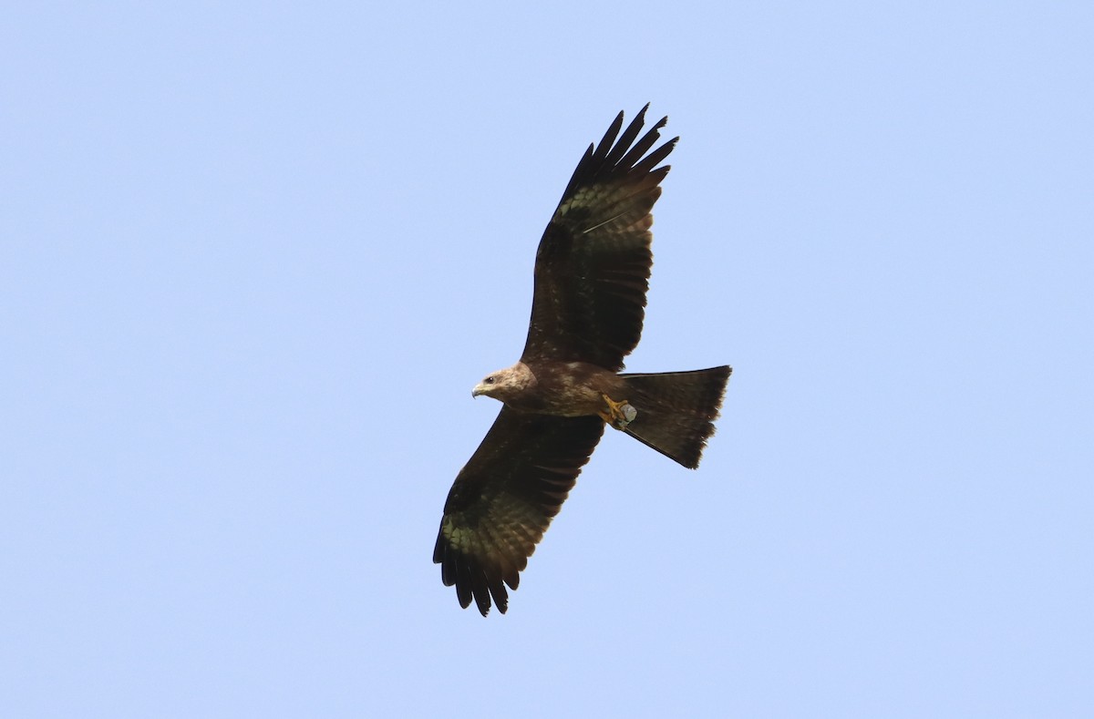 Black Kite - ML620526574