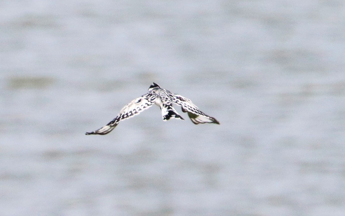 Pied Kingfisher - ML620526576