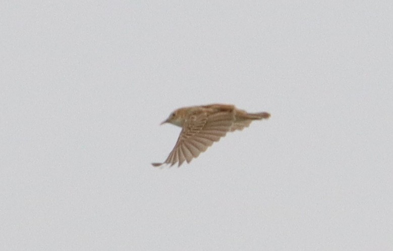 Zitting Cisticola - ML620526580