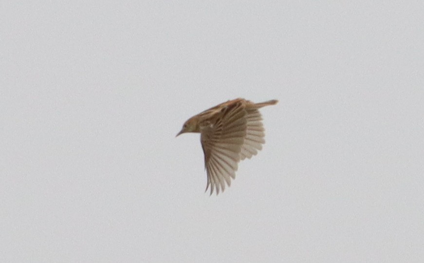 Zitting Cisticola - ML620526581