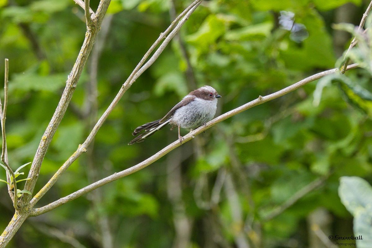 Long-tailed Tit - ML620526584