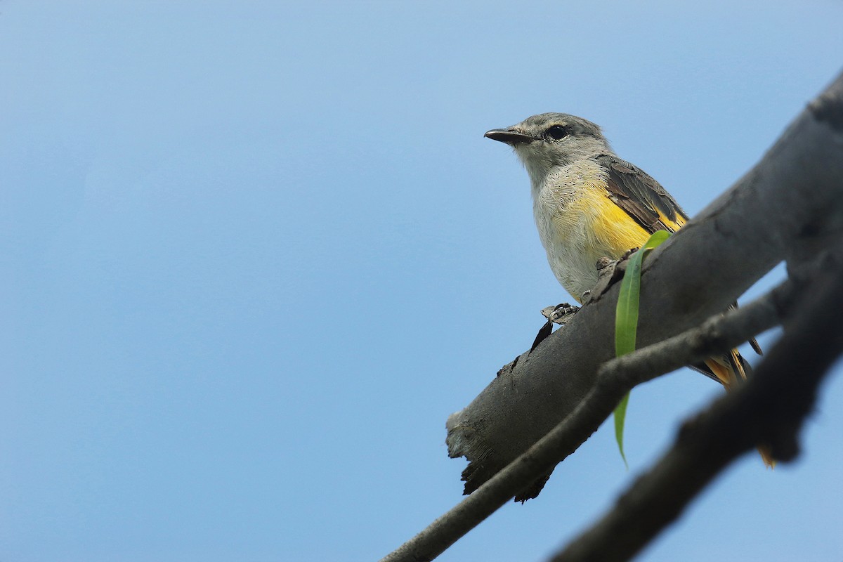 Minivet Chico - ML620526585