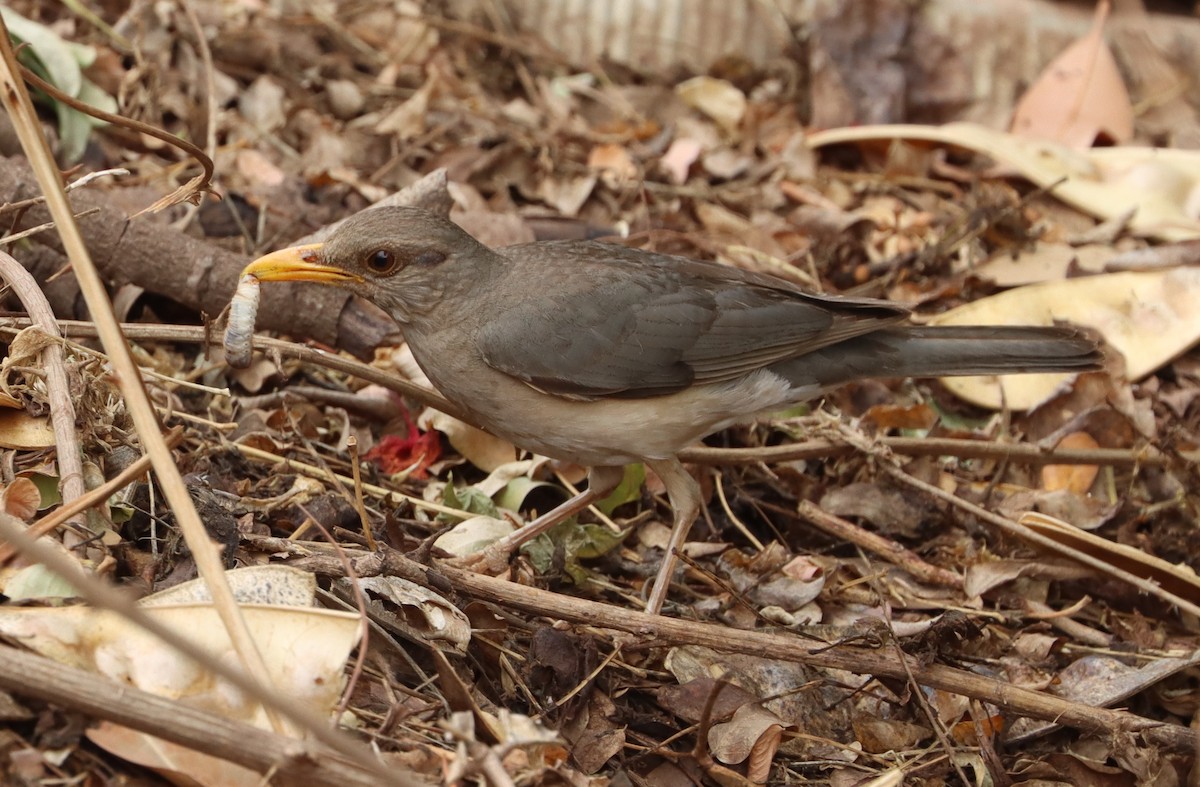 African Thrush - Marc Languy