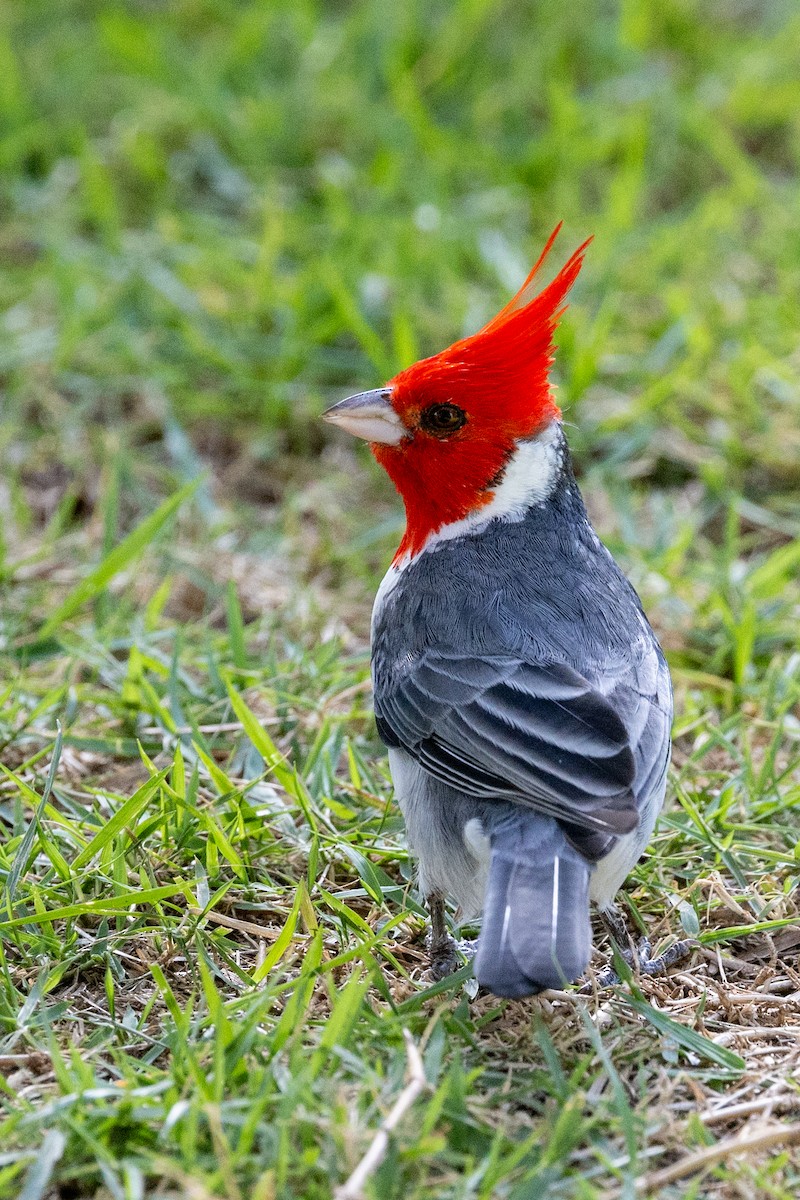 Red-crested Cardinal - ML620526588