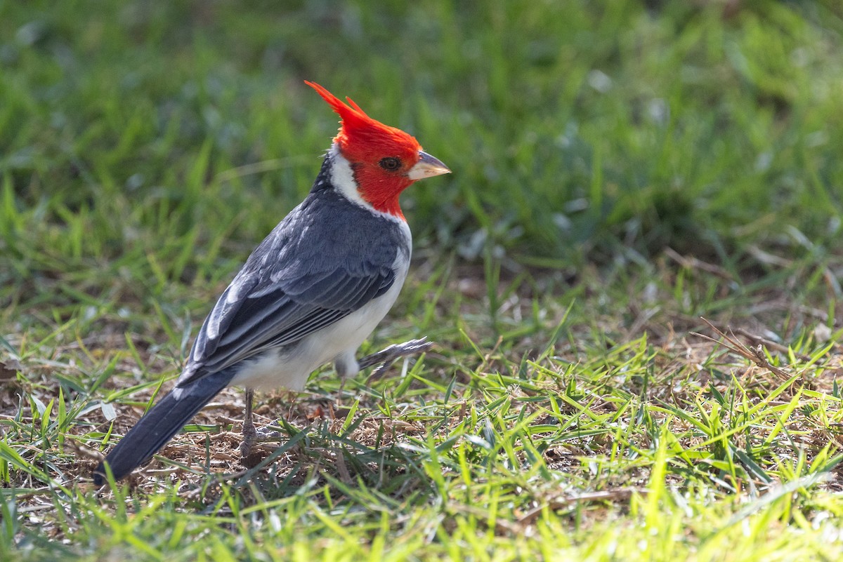 Red-crested Cardinal - ML620526589