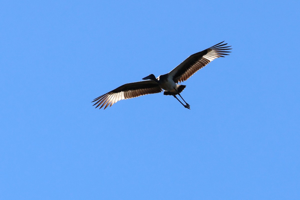 Black-necked Stork - ML620526590