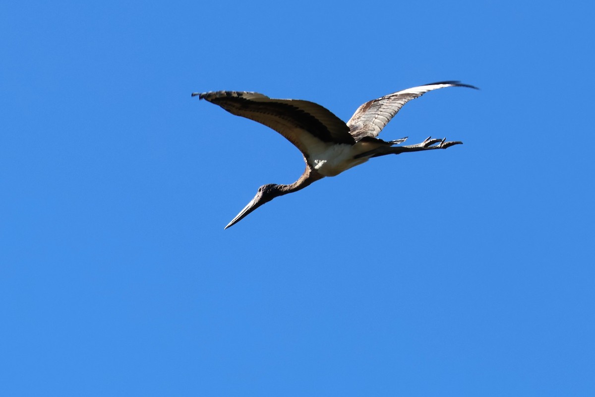 Black-necked Stork - ML620526591