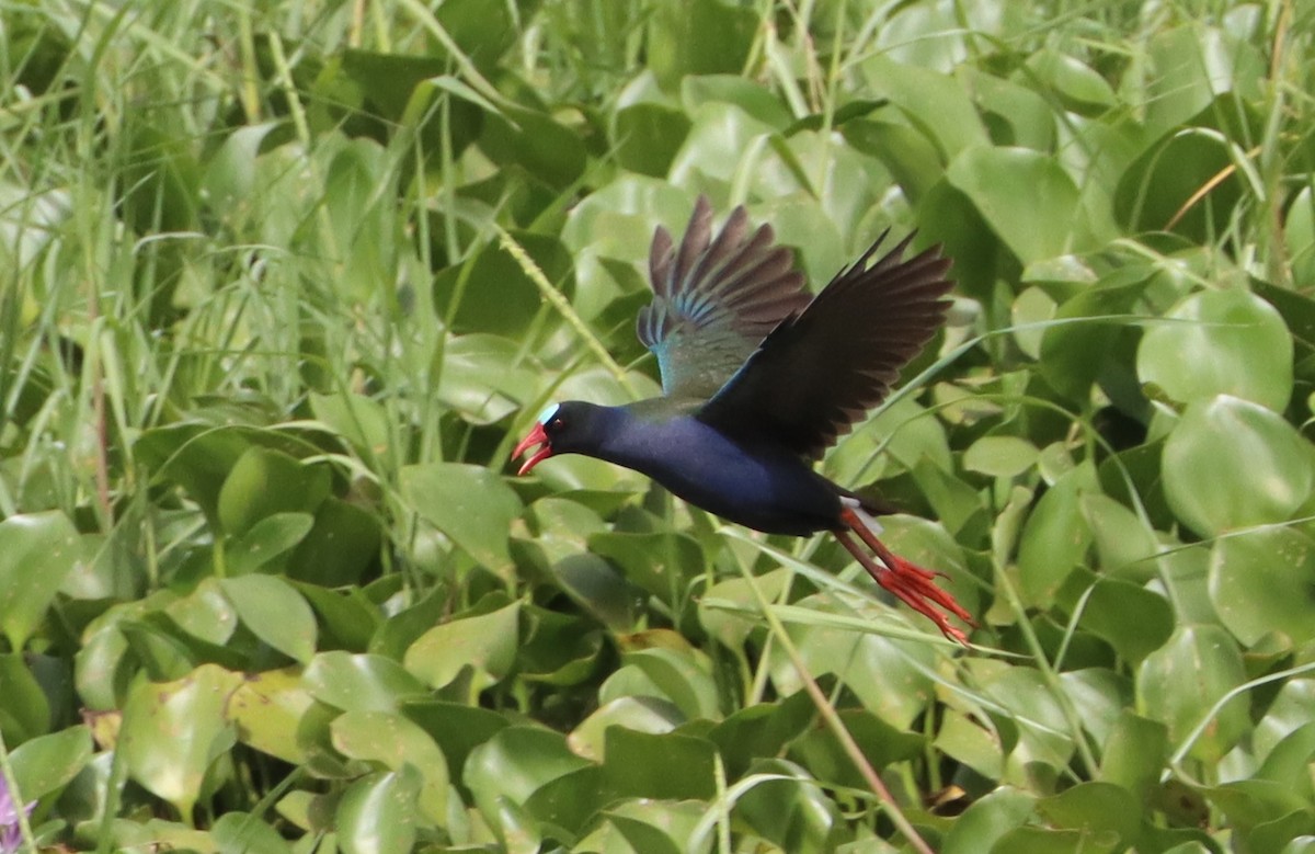 Allen's Gallinule - ML620526596