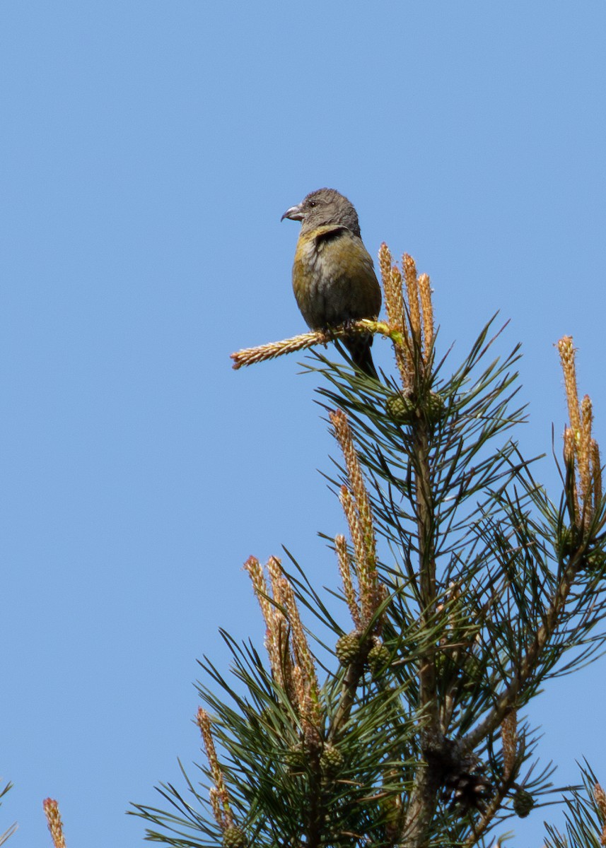 Red Crossbill - ML620526604