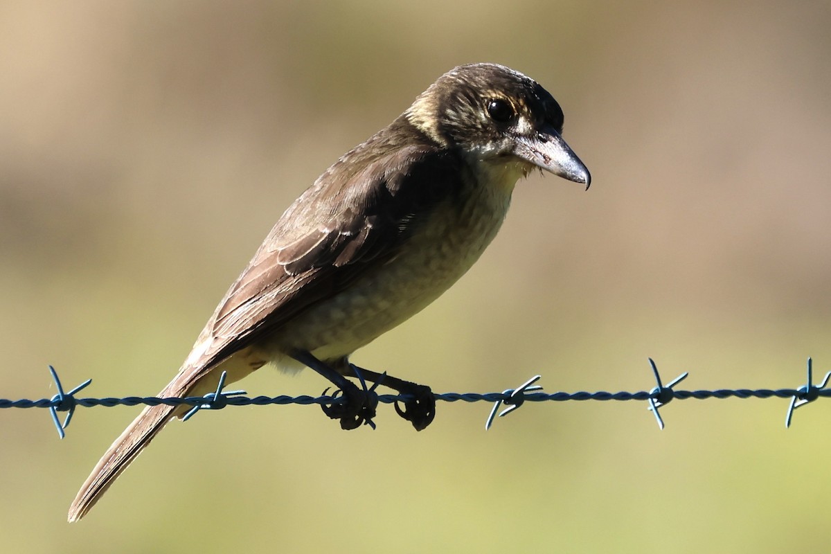 Gray Butcherbird - ML620526615