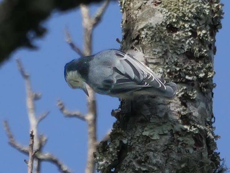 White-breasted Nuthatch - ML620526618