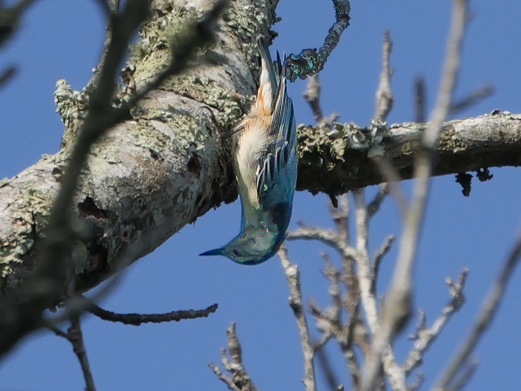 White-breasted Nuthatch - ML620526619