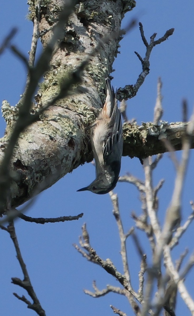 White-breasted Nuthatch - ML620526620