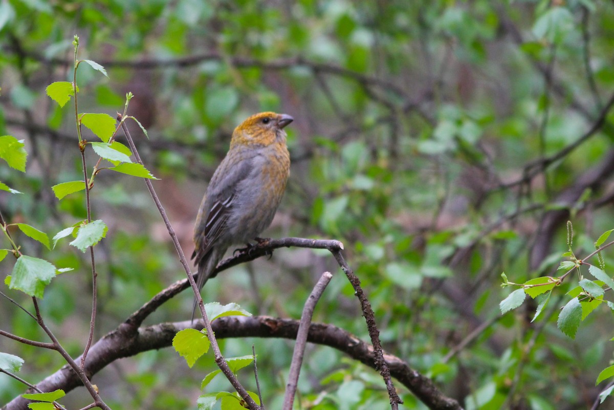 Pine Grosbeak - Miska Nyul