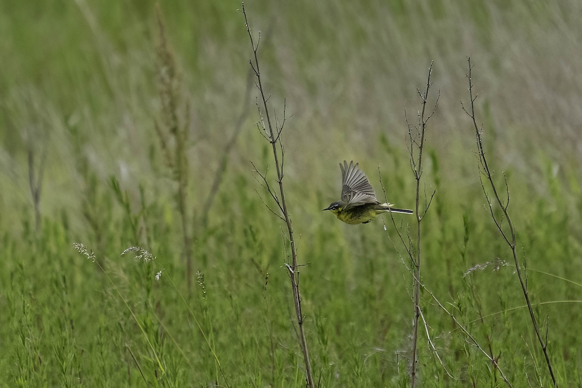 西方黃鶺鴒 - ML620526623